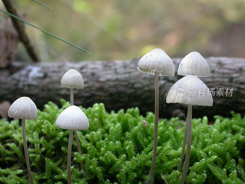 木耳(Mycena polygramma)